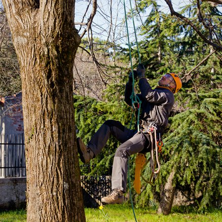 Tree pruner