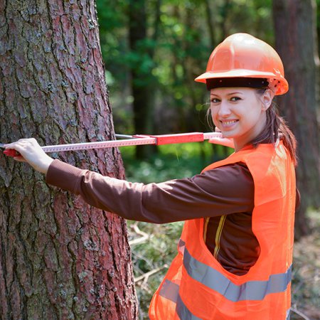 Logging and forestry labourer