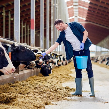 Farm labourer (livestock)