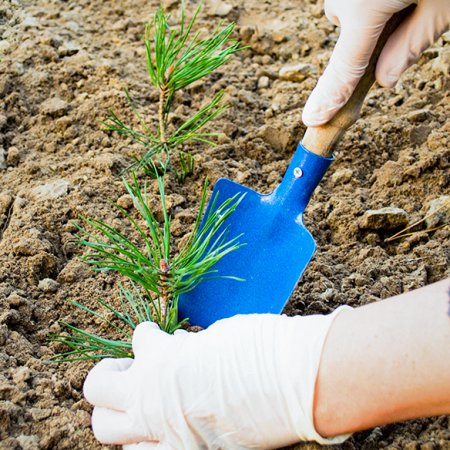 Forestry operations supervisor